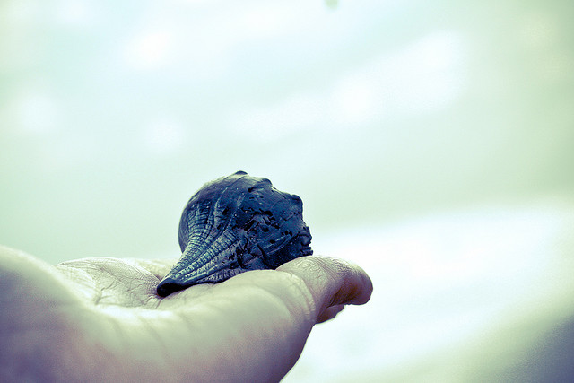 3261758262_c48c720d4b_z