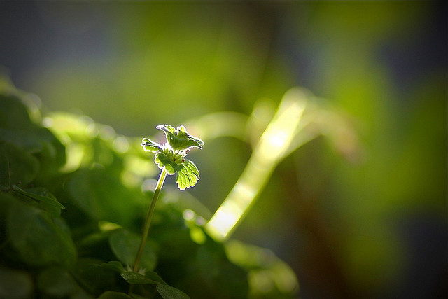 2321351087_fe29a82423_z