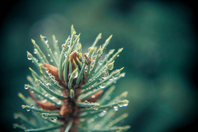 8151947603_6bbc11ed4f_z