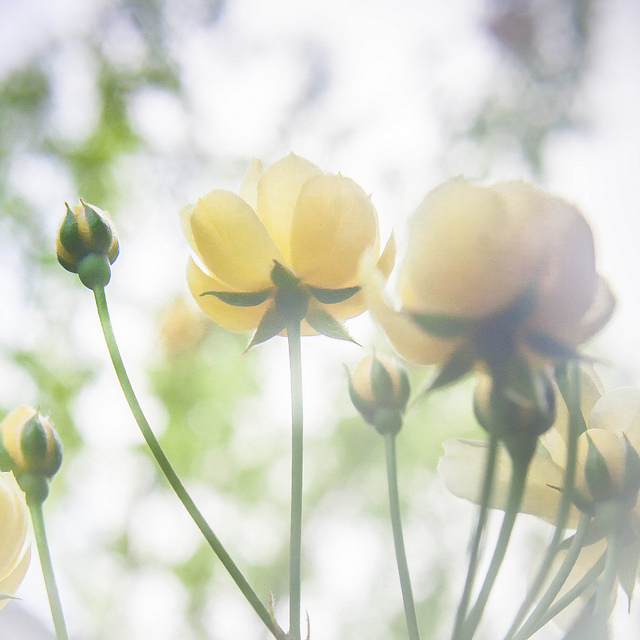 11344424676_127b59a247_z