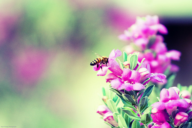 2653735339_7b6462042a_z