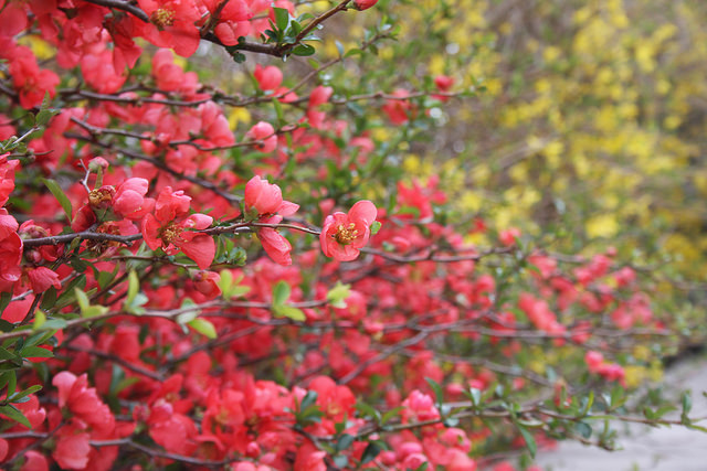 13913997396_4db8a46280_z