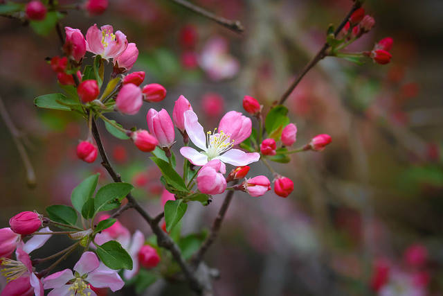 13936861975_69bda528a3_z